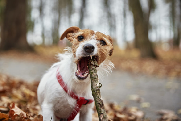 dog-play-with-a-branch-in-autumn-forest